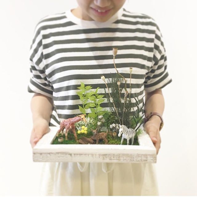 .プリザーブドの苔や植物で自分だけの苔ワールドを作りませんか♡?今年の夏休みのワークショップはお子さまと一緒に箱庭つくりもちろん、おひとりさまも大歓迎♩26㎝×16㎝のフレームに苔と植物そして小さな動物や恐竜、お家など自分だけの庭?ジャングル?ジュラシックワールド?作りましょう♩.7/29土 decolle ①11:00〜 ②14:00〜7/30日 decolle ①11:00〜 ②14:00〜8/5土 HÅUS ①11:00〜 ②14:00〜8/6日 HÅUS ①11:00〜 ②14:00〜材料費 2000円 ※ミニチュアフィギュアは別途料金になります.お問い合わせはHÅUSまで︎0852-61-5885
