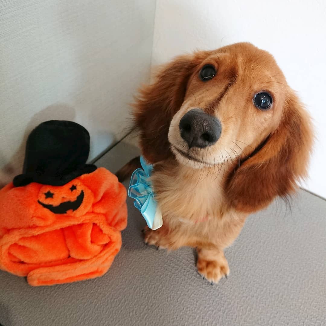 シャンプーで初ご来店のふうくんです 初めましてのふうちゃん サロンも初めてのパピーちゃんです Groomを選 Haus