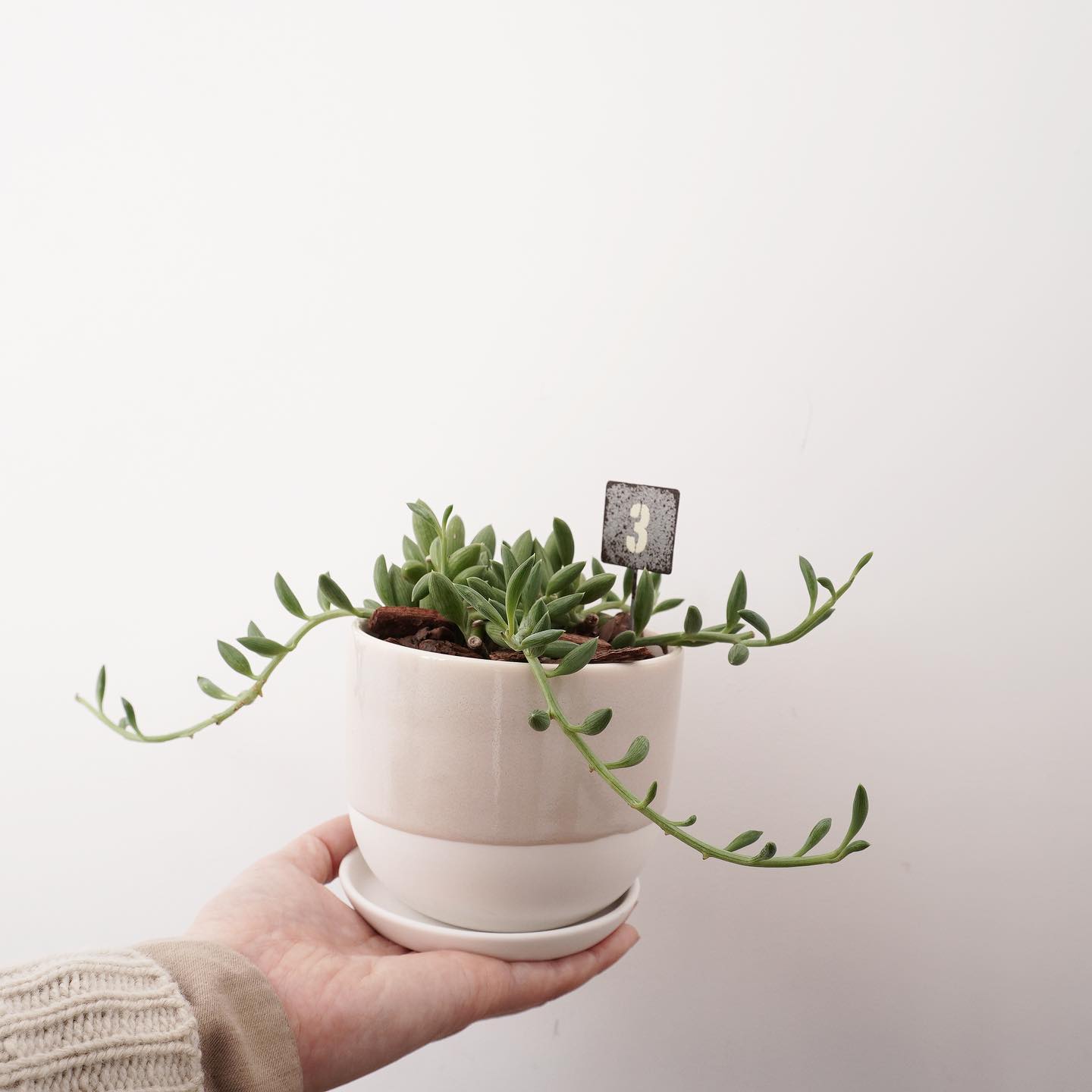 アーモンドのような縞模様が特徴の アーモンドネックレス Haus