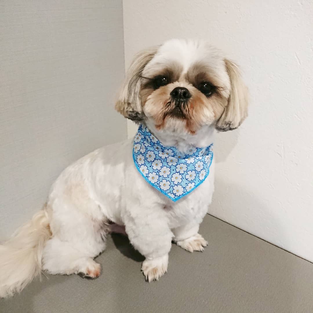 トリミングでご来店のシーズーアルファくんです アルファくんは 体6ミリ足は体に合わせるようにカット Haus