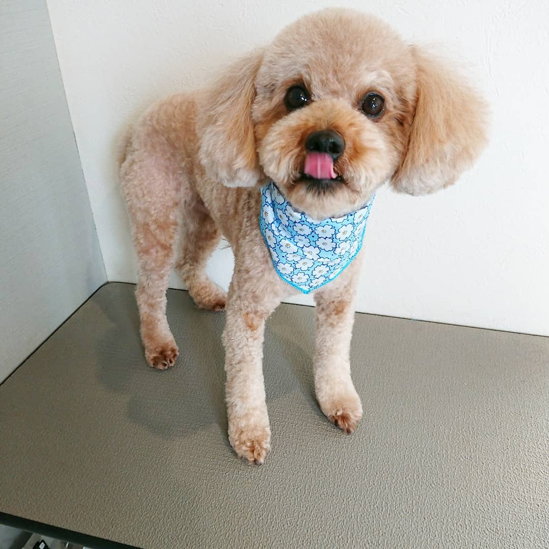 トリミングで来店のプードルのゆずくんです ゆずくんは 全身5ミリのバリカンで刈ってしっぽは小さめ 耳 Haus