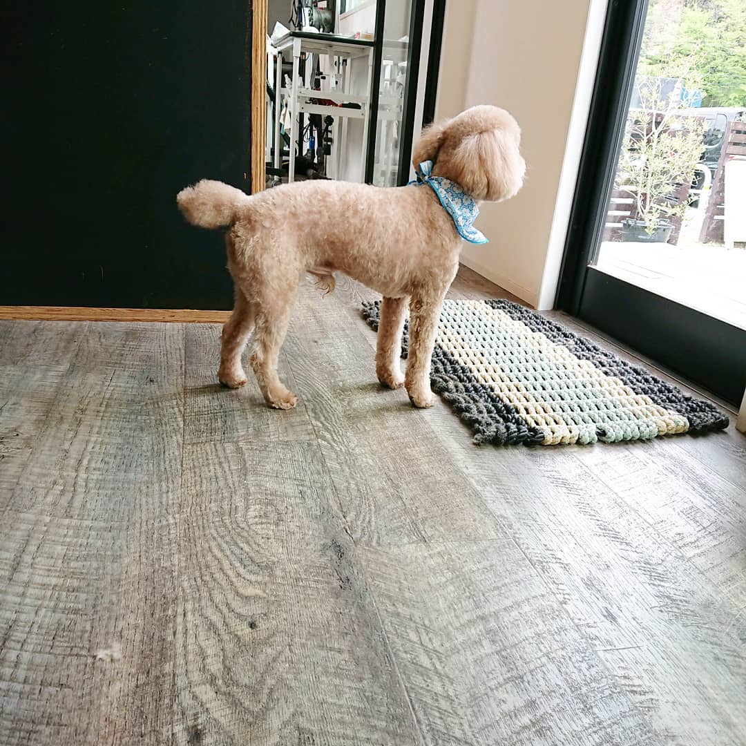 トリミングで来店のプードルのゆずくんです ゆずくんは 全身5ミリのバリカンで刈ってしっぽは小さめ 耳 Haus