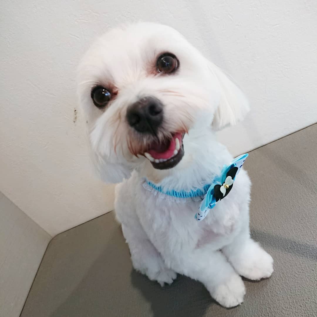 トリミングでご来店のマルチーズのまるくんです まるちゃんは全身5ミリのバリカンで短く 顔は目回りス Haus